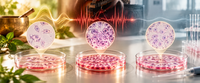 Effect of Different Sounds on Growth of Human Cancer Cell Lines In Vitro.