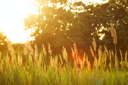 Warm, Nourishing Foods: Balancing Vata Dosha