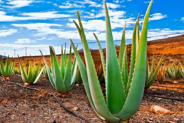 Aloe Vera: The Ayurvedic Miracle Plant , Benefits & uses
