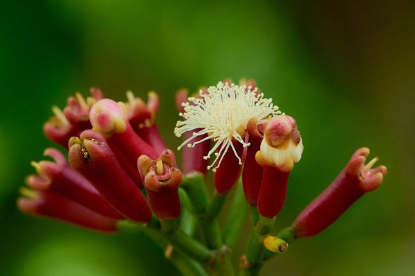Clove: Ayurvedic Benefits and Uses