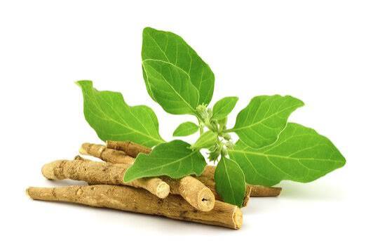 Ashwagandha: the Ayurvedic Adaptogen