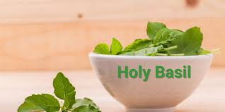 Ayurvedic benefits and traditional uses of basil and holy basil herbs