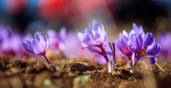 Saffron
