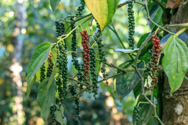 Black Pepper in Ayurveda