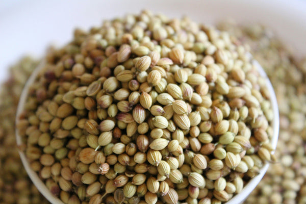 Coriander Seeds: Ayurvedic Benefits and Uses