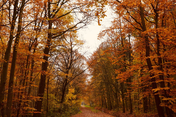 November Week-by-Week