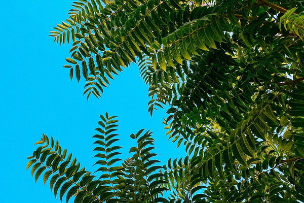 Wonders of Neem: Ayurveda's Ancient Herb for Modern Wellness