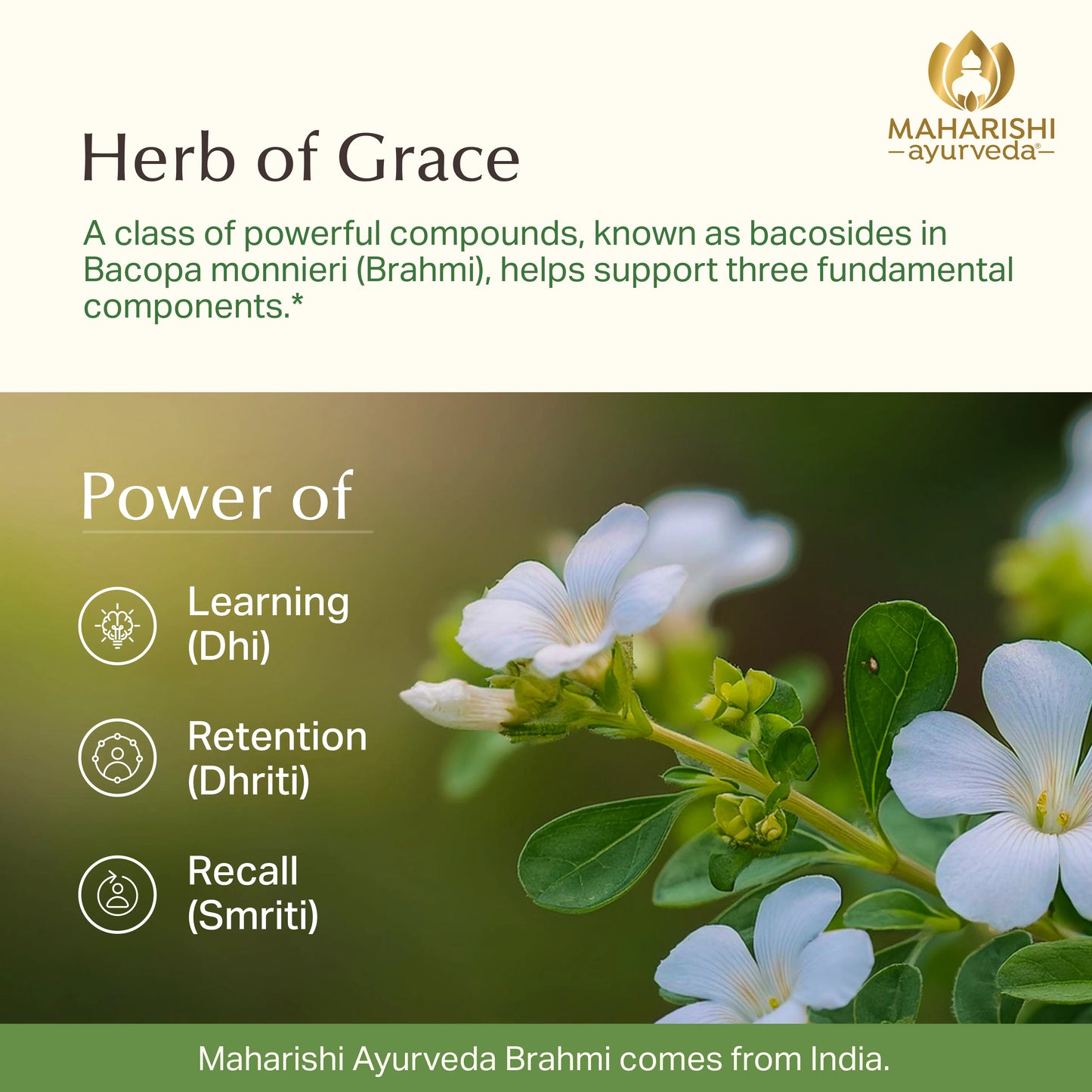 Organic Brahmi (Bacopa)